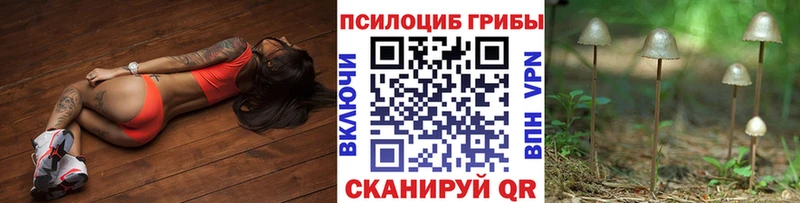 сколько стоит  Туран  Галлюциногенные грибы Psilocybine cubensis 